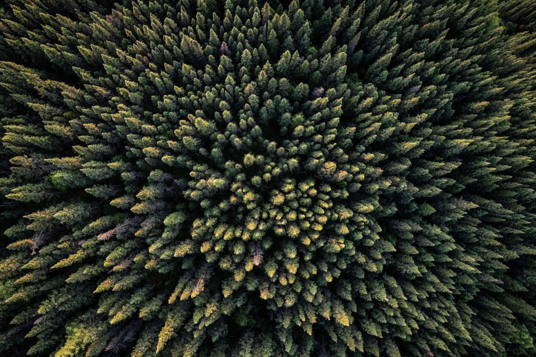 Boreal forest